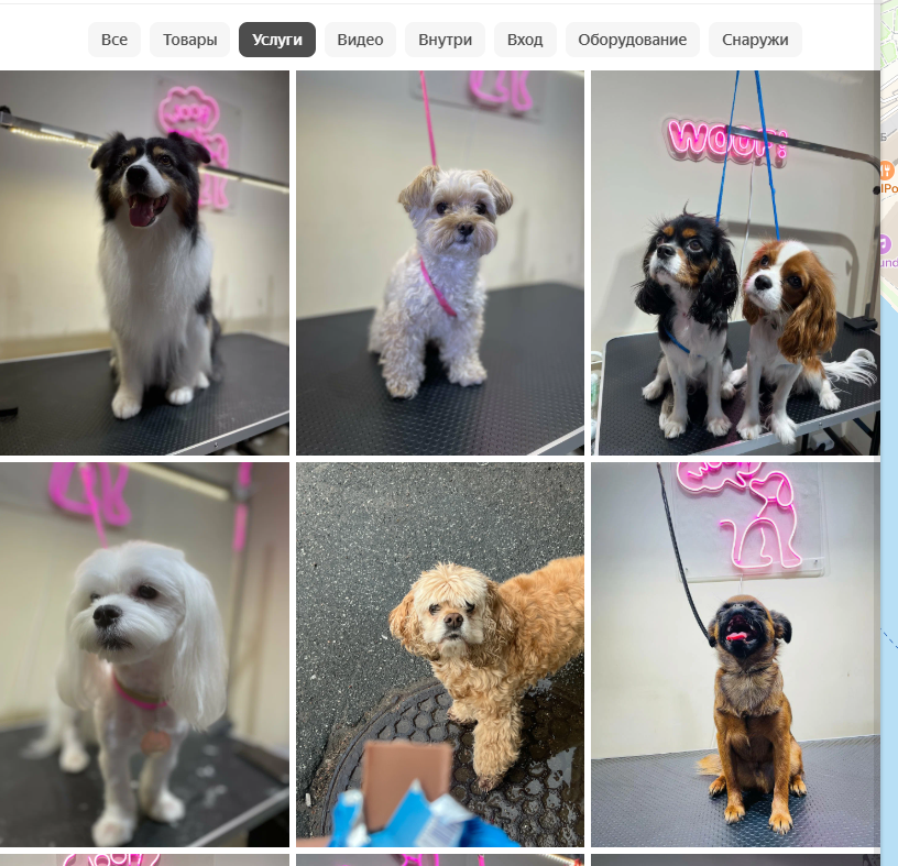Примеры фотографий из категории услуг у груминг-салона 